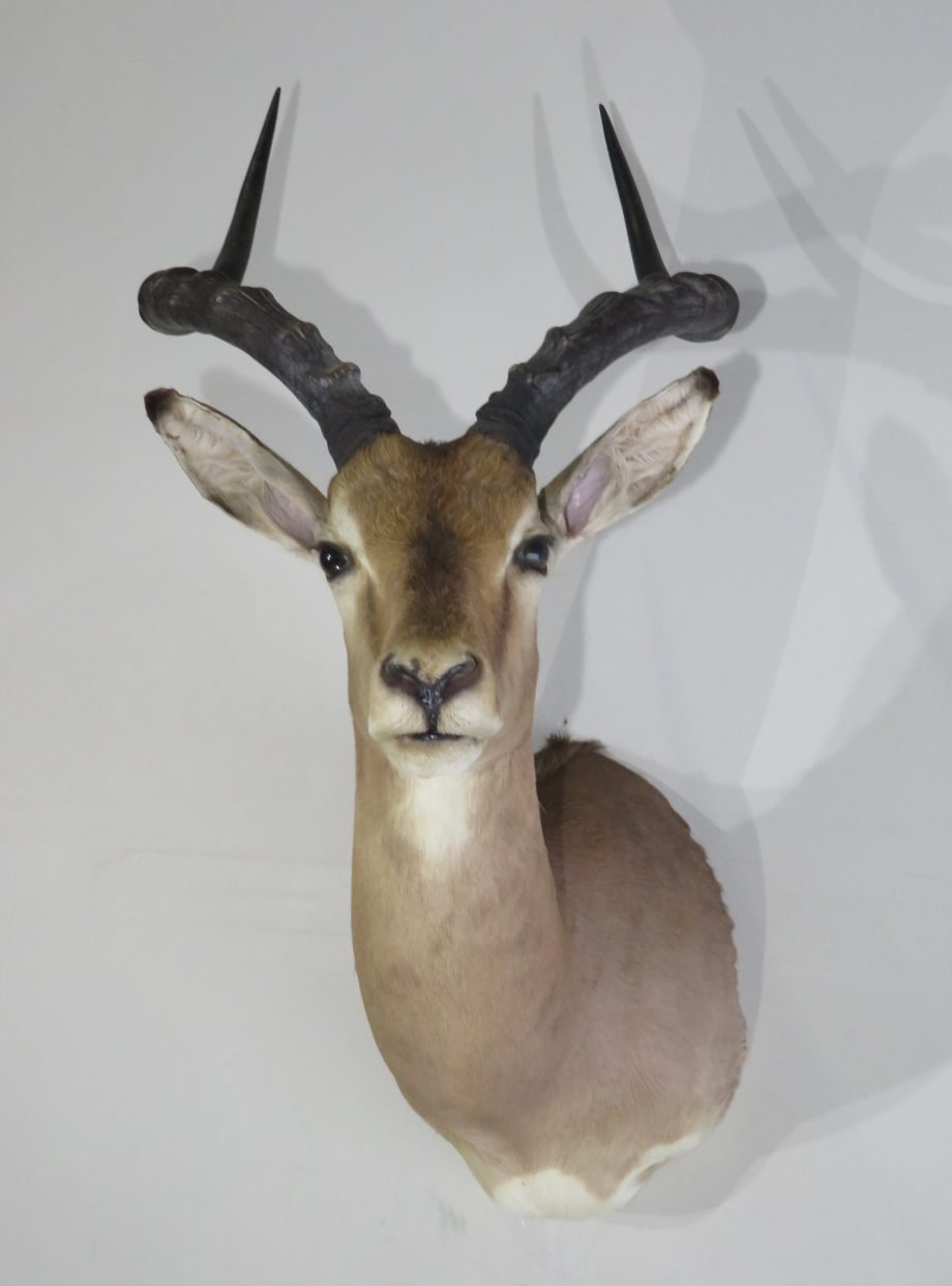 African Impala Taxidermy