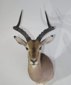 African Impala Taxidermy