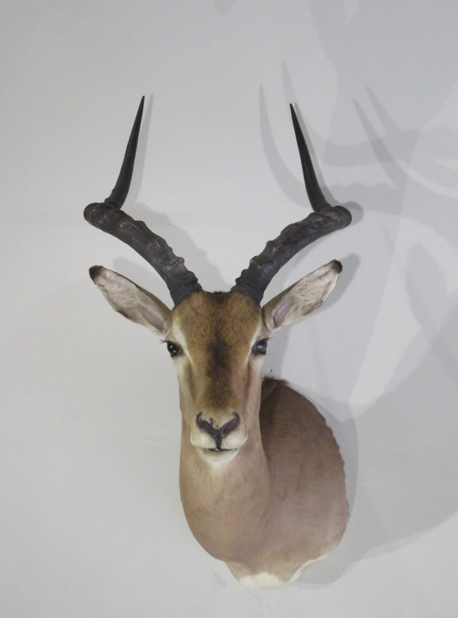 African Impala Taxidermy