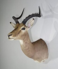 African Impala Taxidermy
