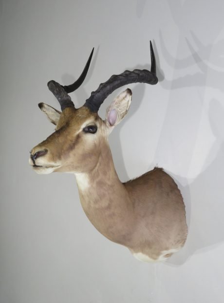 African Impala Taxidermy