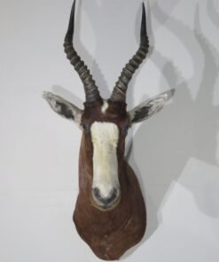 African Blesbok Shoulder Mount