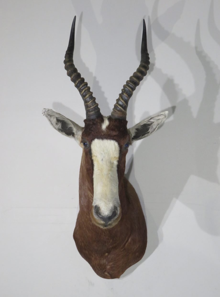 African Blesbok Shoulder Mount