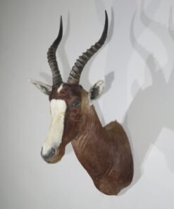 African Blesbok Shoulder Mount
