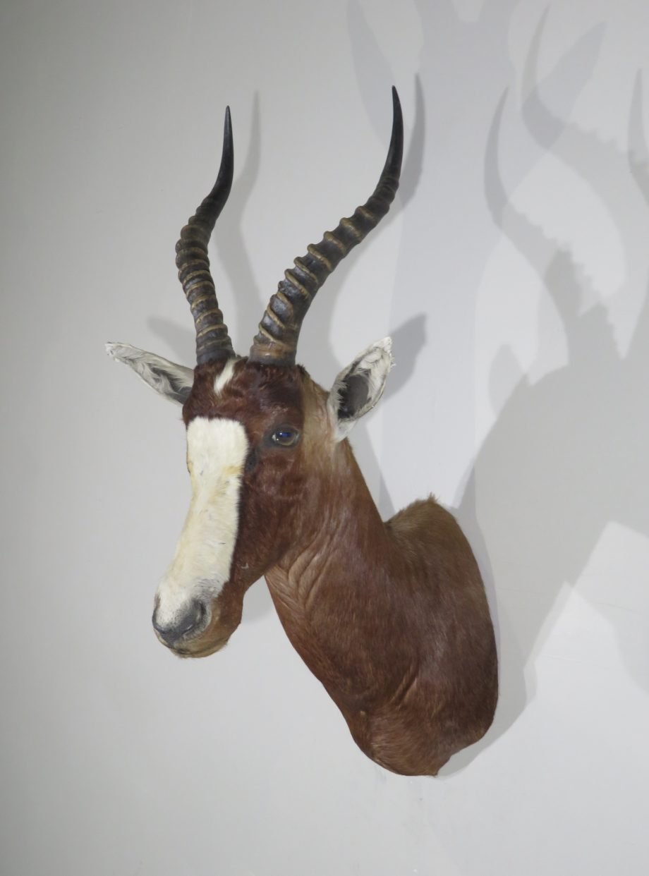 African Blesbok Shoulder Mount