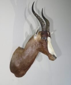 African Blesbok Shoulder Mount