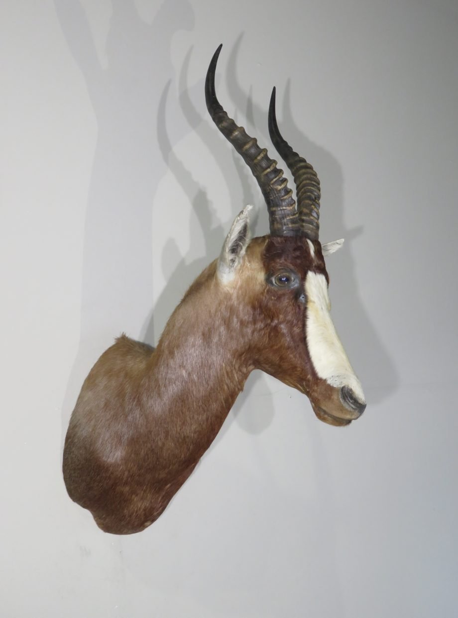 African Blesbok Shoulder Mount