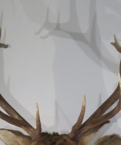 bull elk taxidermy