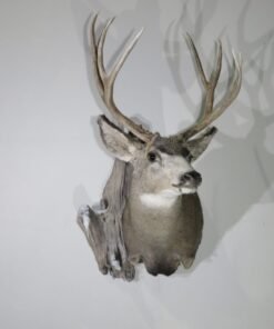 Mule Deer Taxidermy