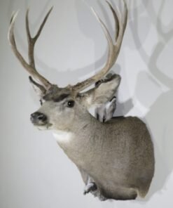 Mule Deer Taxidermy