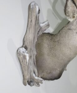 Mule Deer Taxidermy