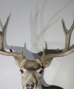 Mule Deer Taxidermy