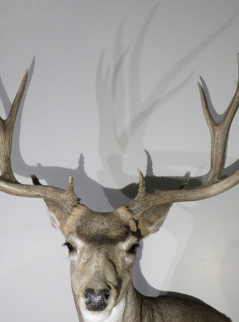 Mule Deer Taxidermy