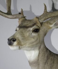 Mule Deer Taxidermy