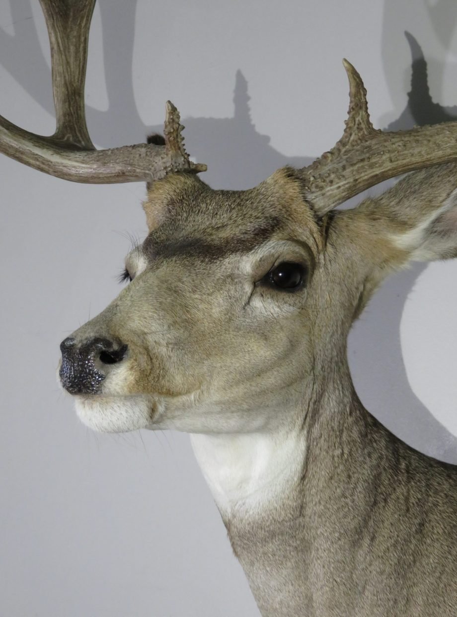 Mule Deer Taxidermy