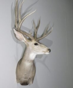 Mule Deer Taxidermy