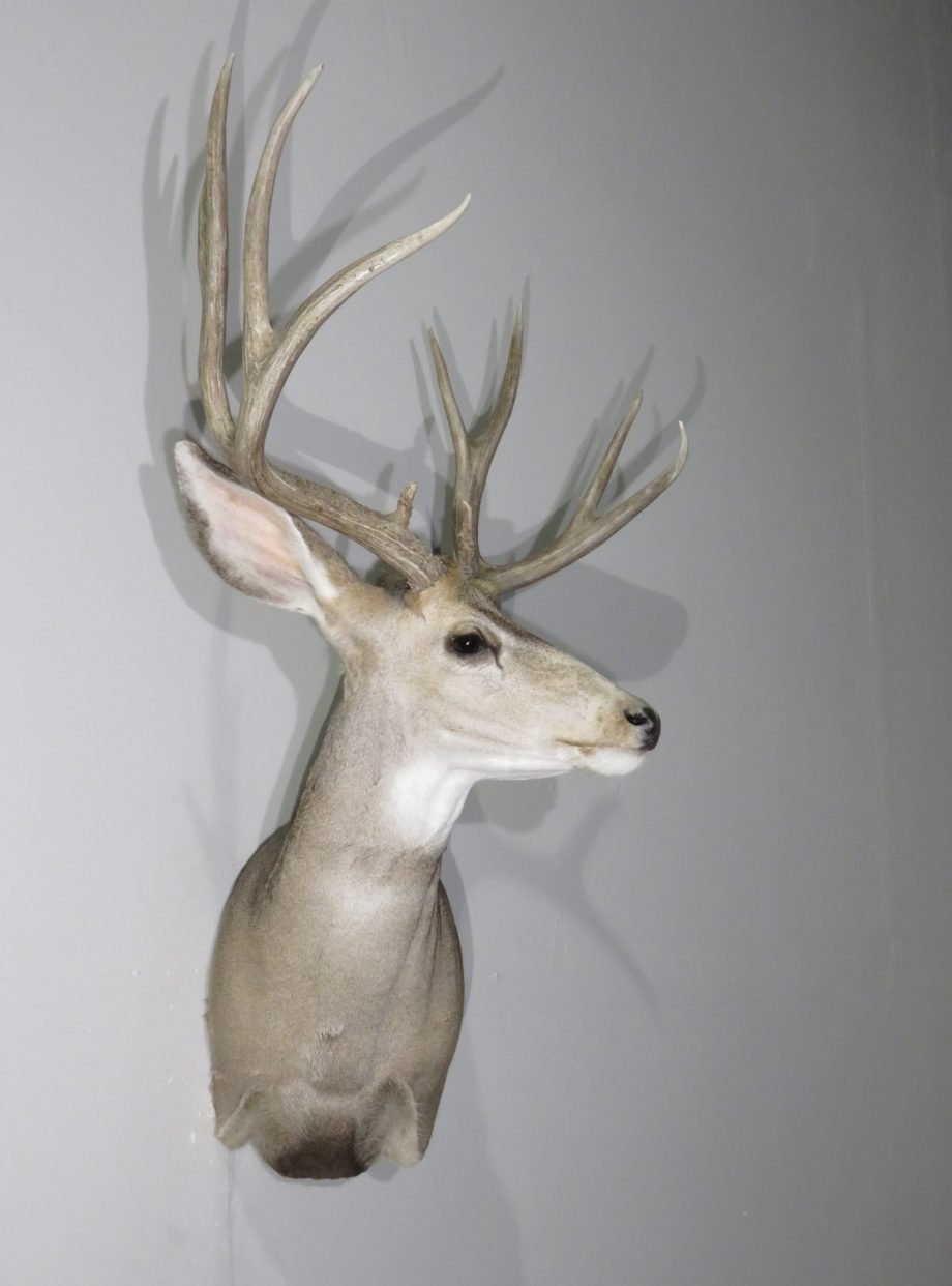 Mule Deer Taxidermy