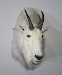 Taxidermy Animals For Sale