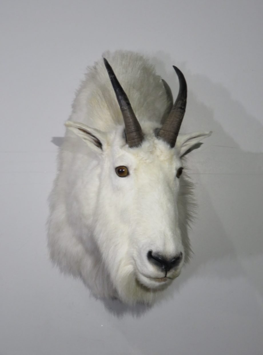 Taxidermy Animals For Sale