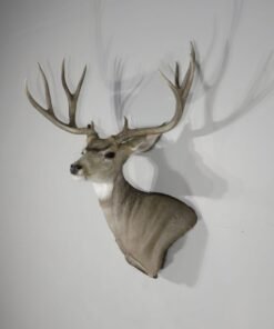 Mule Deer Taxidermy