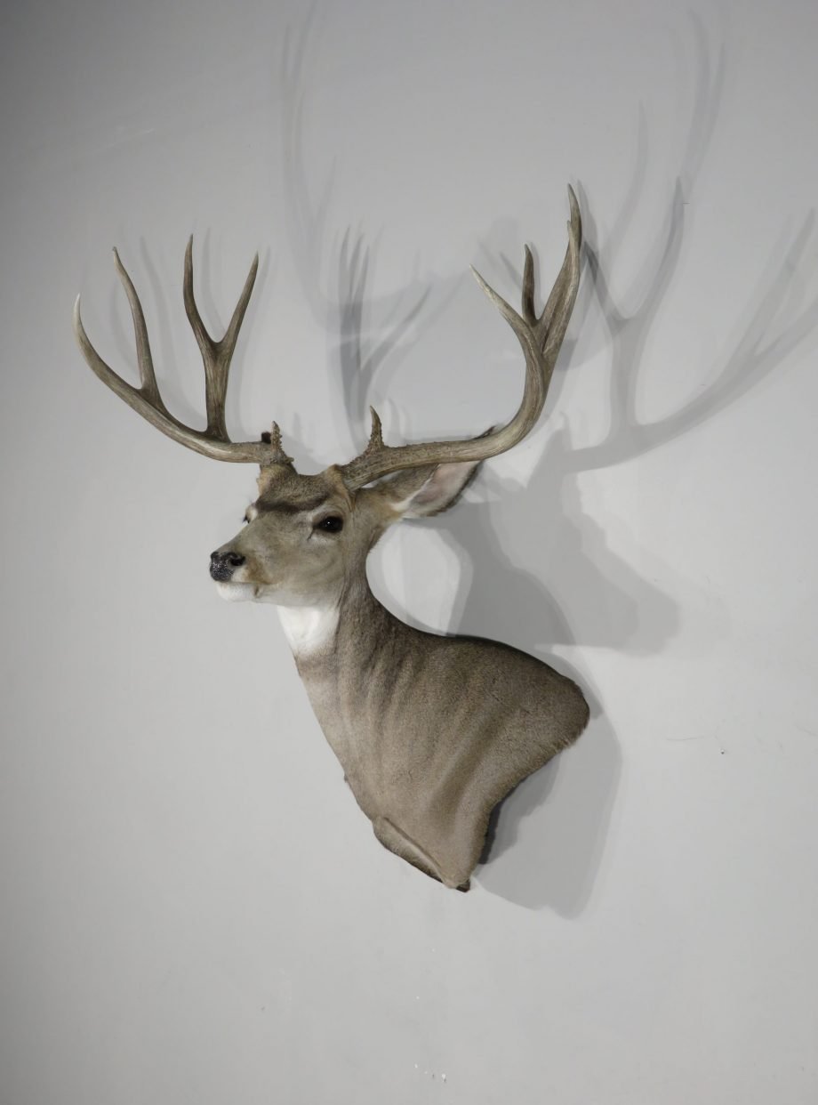 Mule Deer Taxidermy