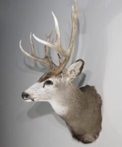 Mule Deer Taxidermy Mount. M-138S