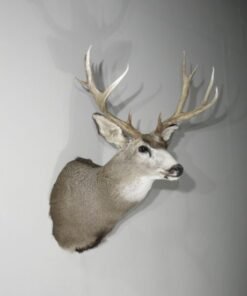 Mule Deer Taxidermy Mount. M-138S