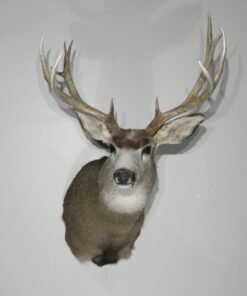 Mule Deer Taxidermy Mount. M-138S