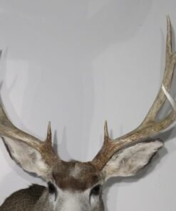 Mule Deer Taxidermy Mount. M-138S