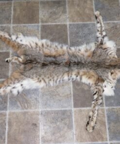 Bobcat Taxidermy Skin/Pelt