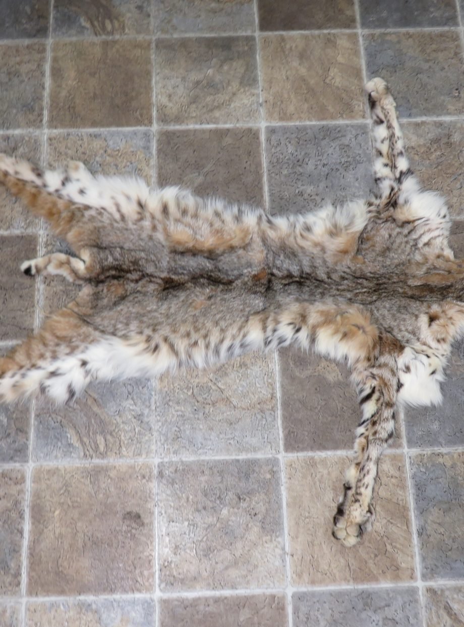 Bobcat Taxidermy Skin/Pelt