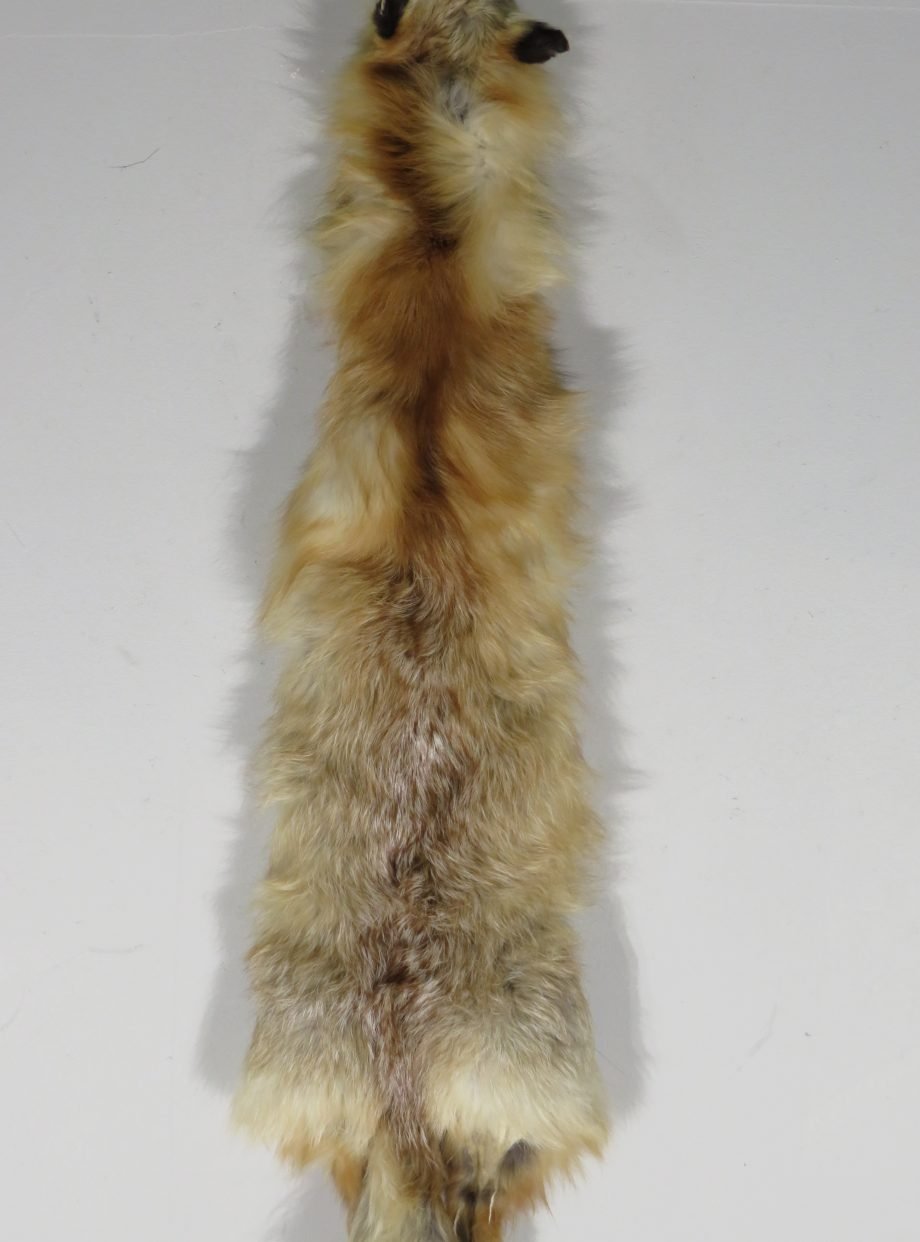 Fox Taxidermy Skin