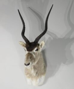 Addax Shoulder Mount