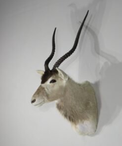 Addax Shoulder Mount