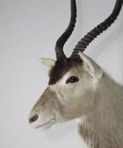 Addax Shoulder Mount