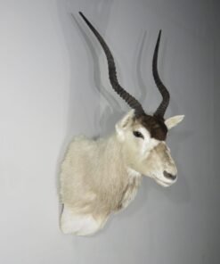 Addax Shoulder Mount