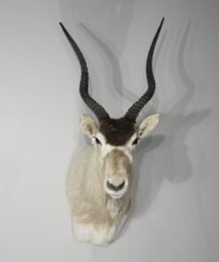 Addax Shoulder Mount