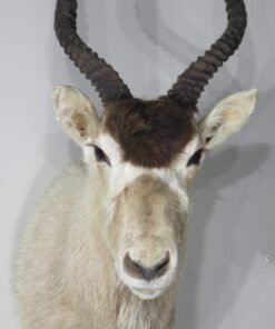 Addax Shoulder Mount