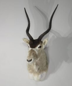 Addax Shoulder Mount