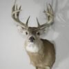 Whitetail Buck Shoulder Mount