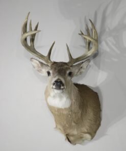 Whitetail Buck Shoulder Mount