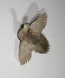 Pheasant Life-sized hen in flight taxidermy