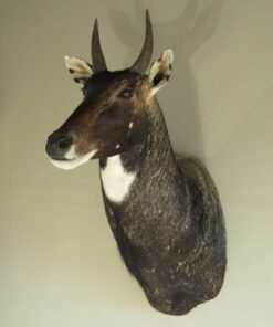 Animal Mounts For Sale