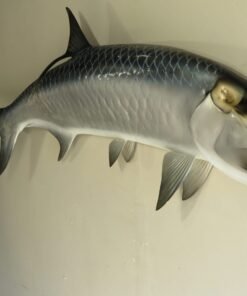 Fish Taxidermy For Sale