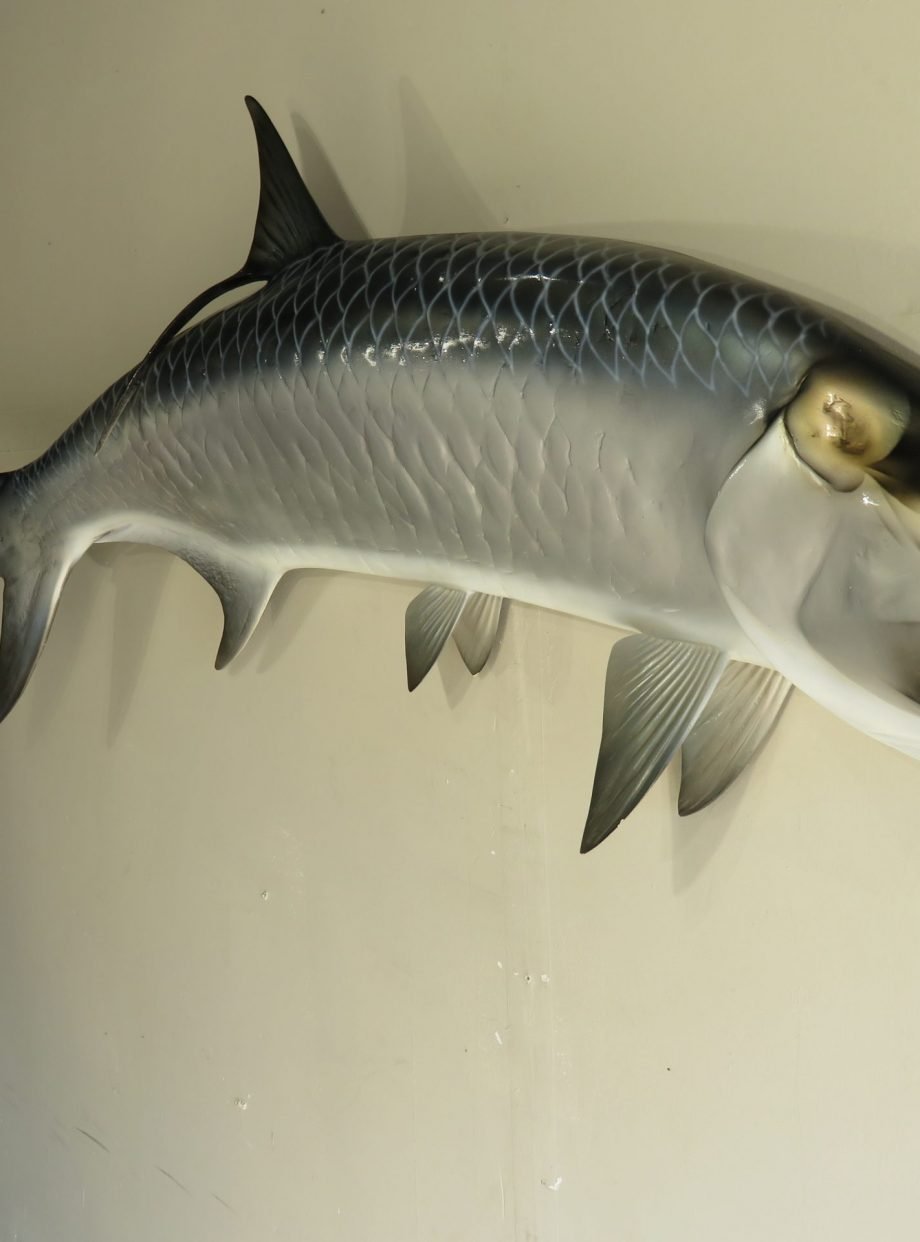 Fish Taxidermy For Sale