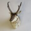 Pronghorn Antelope Buck Shoulder Mount