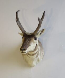Pronghorn Antelope Buck Shoulder Mount