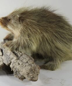 Porcupine Taxidermy Mounts