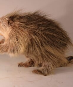 Porcupine Taxidermy Mounts