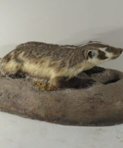 full body badger mount
